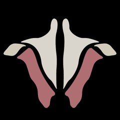 Institute of Human Anatomy